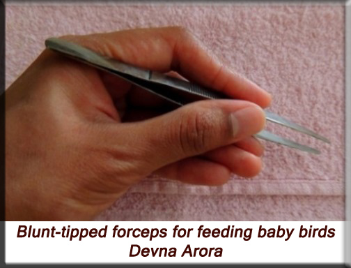 Devna Arora - Blunt-tipped forceps for feeding baby birds